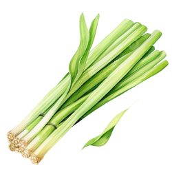 Lemon Grass